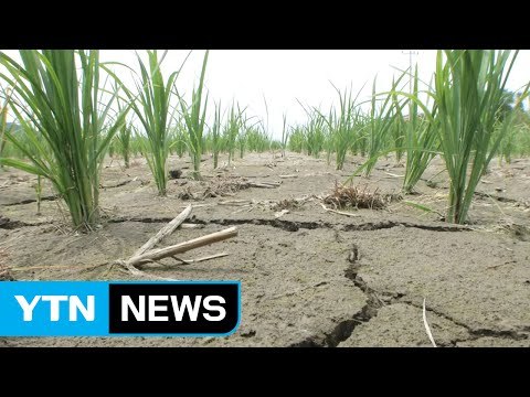 3년째 봄 가뭄...올해는 강원도만 '주의' / YTN (Yes! Top News)