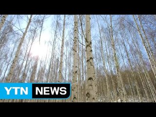 순백의 눈 세상, 인제 자작나무 숲 / YTN (Yes! Top News)