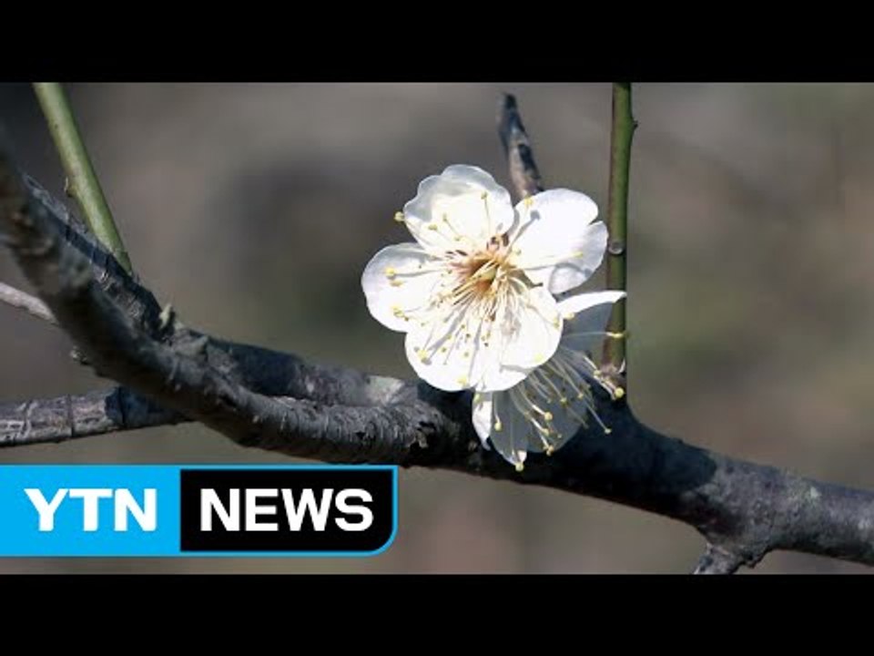 아직 춥지만, 봄은 성큼...매화 활짝 / YTN (Yes! Top News)