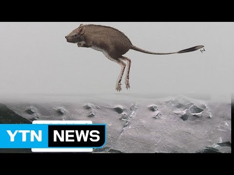 중생대 백악기 '뜀 걸음 포유류 발자국 화석' 세계 최초 발견 / YTN (Yes! Top News)