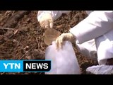 '암 공포' 전북 익산 장점마을 지하수 오염 조사 / YTN (Yes! Top News)