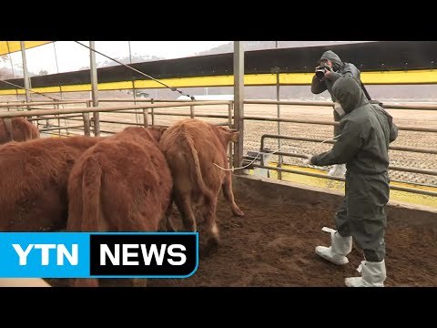 구제역 백신 접종 '사투'...부작용도 잇따라 / YTN (Yes! Top News)