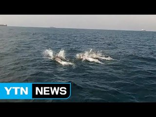 [영상] 포항 앞바다에 돌고래 수십 마리 나타나 / YTN (Yes! Top News)