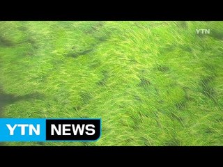 '보리 작가' 박영대 화백 미술관 개관 / YTN (Yes! Top News)