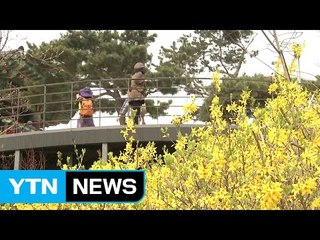 [날씨] 한 달 일찍 온 봄...개나리도 빨리 핀다 / YTN (Yes! Top News)