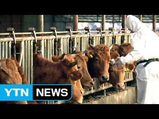 제주, 30년 구제역 청정 유지 비결은? / YTN (Yes! Top News)