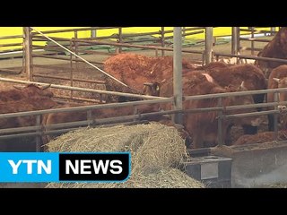 '구제역 늪'에 빠져 활기 잃은 충북 보은 / YTN (Yes! Top News)
