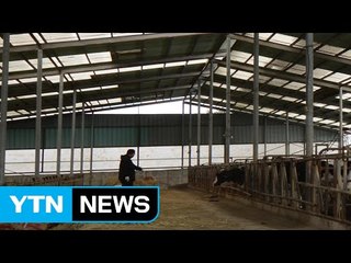 정읍서 60대 농장주 소에 받혀 숨져 / YTN (Yes! Top News)