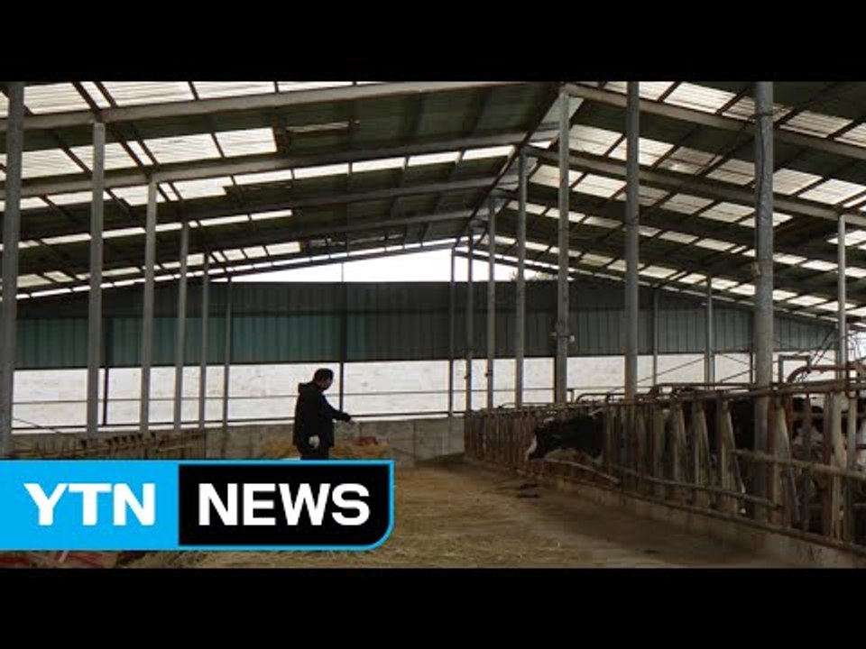 정읍서 60대 농장주 소에 받혀 숨져 / YTN (Yes! Top News)