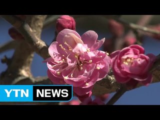 통도사 홍매화 '활짝' 봄은 가까이 '성큼' / YTN (Yes! Top News)