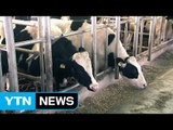 구제역에 과태료 '폭탄'...엎친 데 덮친 격 / YTN (Yes! Top News)