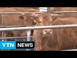 충북 보은에서 구제역 연달아 발생...지역 내 공포 확산 / YTN (Yes! Top News)