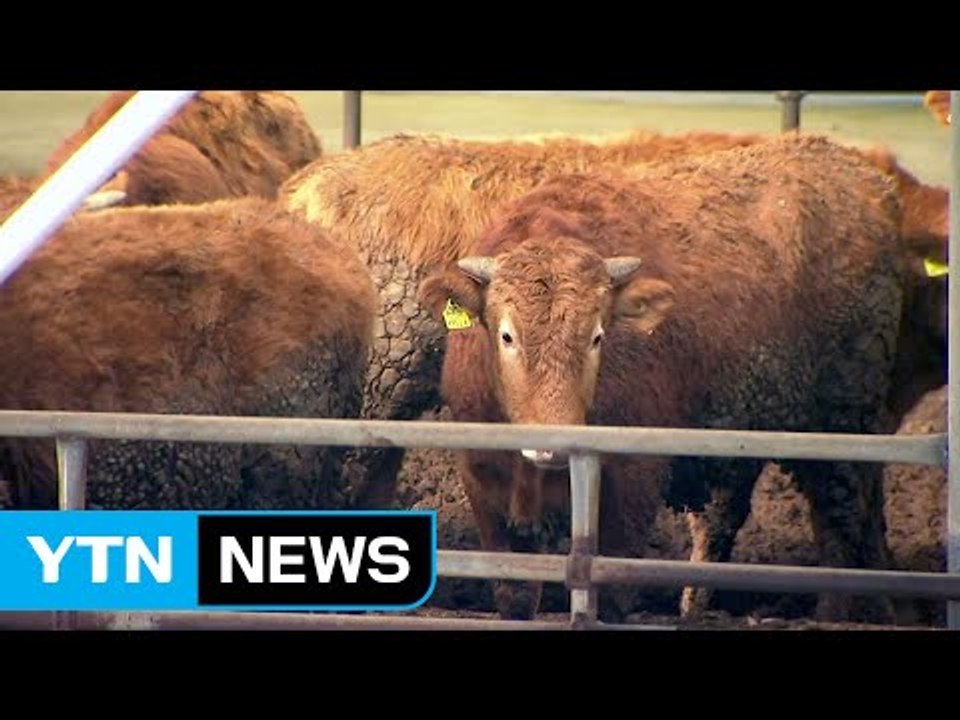 충북 보은서 또 구제역 확진...통제 불능 상태 빠졌나? / YTN (Yes! Top...
