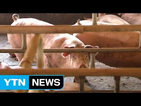 돼지 구제역 긴장감 확산... 백신 없어 소독만 / YTN (Yes! Top News)