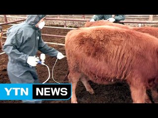 보은에 또 구제역 확진 판정...못 믿을 백신 효과 / YTN (Yes! Top News)