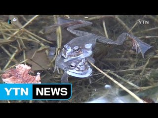 '경칩 아닌 입춘' 일찍 겨울잠에서 깨어난 개구리 / YTN (Yes! Top News)