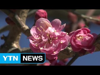 "통도사에 활짝 핀 홍매화 구경 왔어요" / YTN (Yes! Top News)