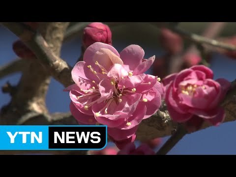 통도사에 활짝 핀 홍매화 구경 왔어요 / YTN (Yes! Top News)