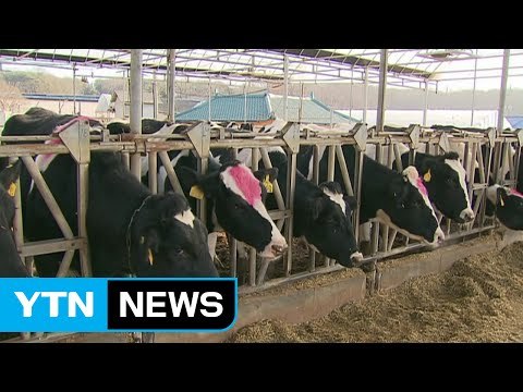 2010-2011년 최악 구제역...역대 발생 현황은? / YTN (Yes! Top News)