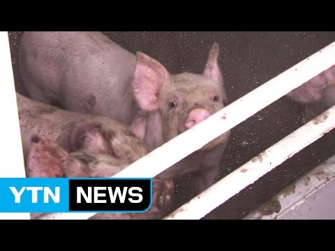 구제역, 돼지가 더 위험 불안에 떠는 돼지 농가 / YTN (Yes! Top News)