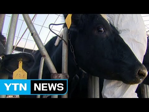 연천 젖소 농장도 양성 반응...수도권 첫 사례 / YTN (Yes! Top News)