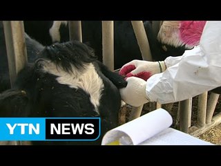 농장주가 찍어 준 소로 엉터리 표본검사 / YTN (Yes! Top News)