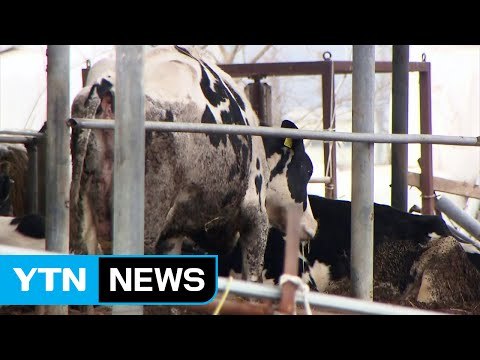 구제역 A·O형 동시 발생...백신 접종 차질 / YTN (Yes! Top News)