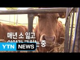 [영상] 매년 소 잃고 외양간 고치는 중 / YTN (Yes! Top News)