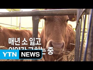 [영상] 매년 소 잃고 외양간 고치는 중 / YTN (Yes! Top News)