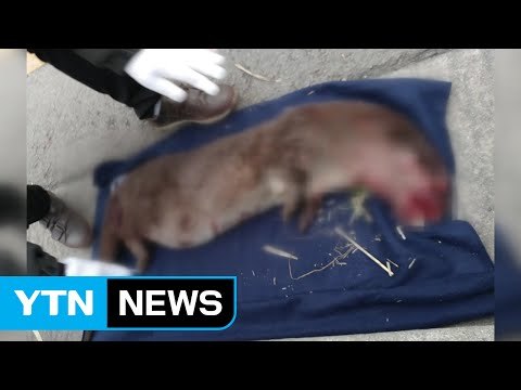 전북 전주천에서 천연기념물 수달 '로드킬' / YTN (Yes! Top News)