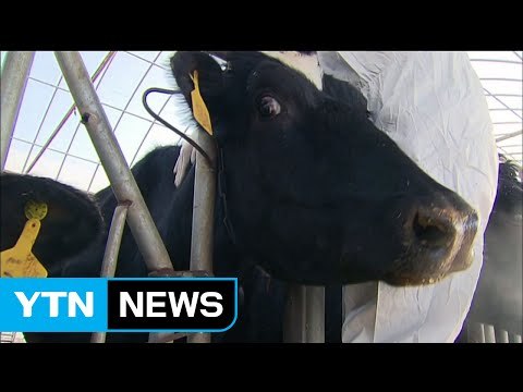 백신 맞았는데도 감염... 추가 발생 가능성 / YTN (Yes! Top News)