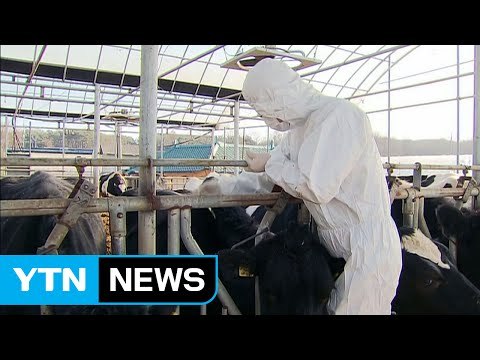 백신 맞았는데도 감염...추가 확산 우려 / YTN (Yes! Top News)
