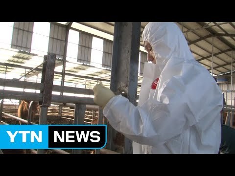 [쏙쏙] 접종 부실로 구제역 발생 / YTN (Yes! Top News)