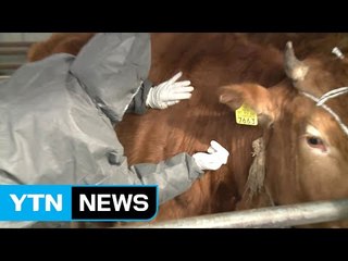 항체 형성률 5~20%의 미스터리 / YTN (Yes! Top News)