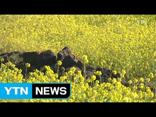 [영상] 봄 재촉하는 꽃 활짝 / YTN (Yes! Top News)