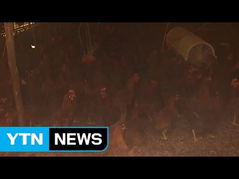 AI 피해는 농가가 보상은 기업이?...피해 보상 곳곳 허점 / YTN (Yes! Top News)