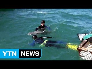 토종 돌고래 상괭이, 건강찾아 다시 바다로 / YTN (Yes! Top News)