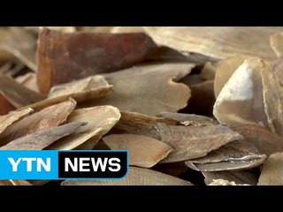 태국서 멸종위기 천산갑 비늘 3t 적발 / YTN (Yes! Top News)