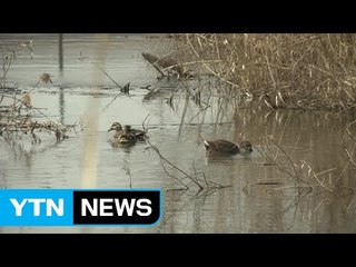 서울도 뚫렸다...한강 야생조류서 AI 검출 / YTN (Yes! Top News)