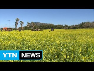 남녘 제주는 벌써 봄?...매화·유채가 활짝 / YTN (Yes! Top News)