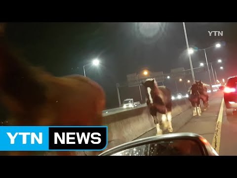[영상] 마구간에서 탈출한 말들의 도로 '역주행' / YTN (Yes! Top News)