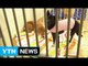 [현장24] 재미·돈 때문에 동물 학대...처벌은 제자리 / YTN (Yes! Top News)