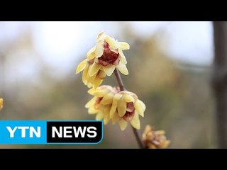 [영상] 봄의 길목, 태안 천리포수목원 / YTN (Yes! Top News)