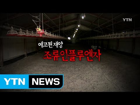 [79화 본방] 예고된 재앙, 조류 인플루엔자 / YTN (Yes! Top News)
