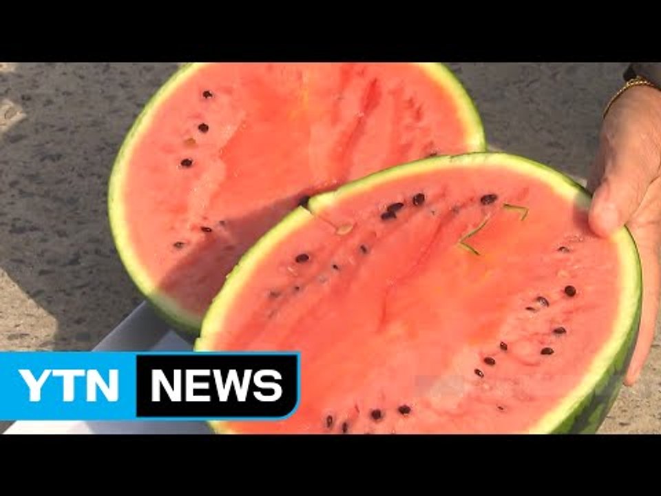 '겨울도 제철' 경남 함안 겨울 수박 인기 / YTN (Yes! Top News)