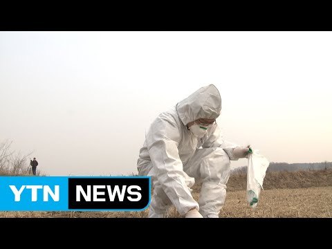 설 연휴 AI 마지막 고비...남은 과제 '산더미' / YTN (Yes! Top News)