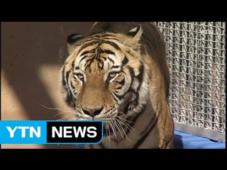 "멸종 위기 백두산 호랑이 보려면 봉화 숲으로 오세요" / YTN (Yes! Top News)