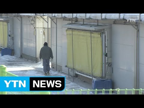 '설에 가족도 못 만나요'...AI로 힘겨운 '축산 농가' / YTN (Yes! Top News)