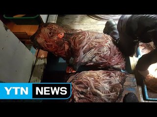 어린 대게 불법 포획한 50대 선장 등 검거 / YTN (Yes! Top News)