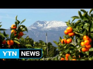 "선정만 하면 끝?" 사라진 제주 명품 / YTN (Yes! Top News)